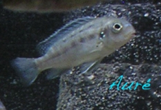 Tropheops novemfasciatus Kanchedza (femelle)