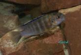 Tropheops novemfasciatus Kanchedza (mâle)