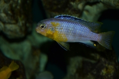 Tropheops p. 