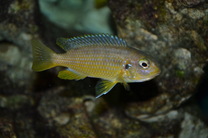 Tropheops p. 