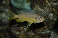Tropheops p. 