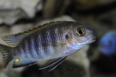 Tropheops sp. 
