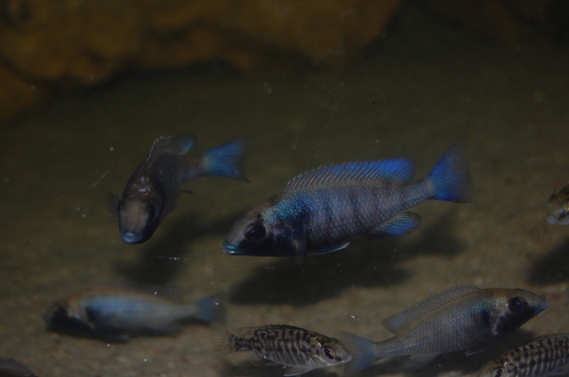 Placidochromis  sp. 