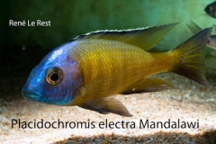Placidochromis sp. "mbamba" ou P. electra Mandalawi (mâle)