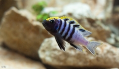 Cynotilapia zebroides Nkhata Bay (mâle)