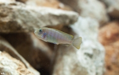 Cynotilapia zebroides Nkhata Bay (femelle)