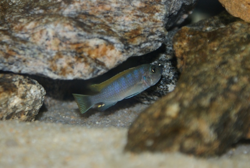 Cynotilapia zebroides Jalo reef (Femelle)