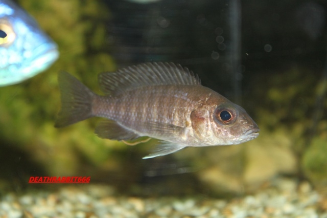 Aulonocara sp. 