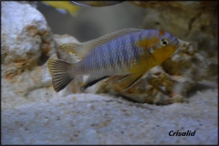Tropheops sp. 