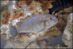 Tropheops sp. 
