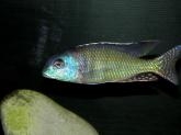 Tramitichromis lituris Mdoka (mâle)