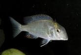 Tramitichromis lituris Mdoka (femelle)