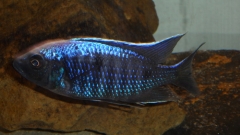 Copadichromis trewavasae Likoma Island (mâle)