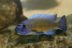 Labeotropheus trewavasae N'kolongwe (Mâle BB)