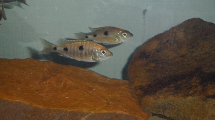 Copadichromis trewavasae Likoma Island (mâle)