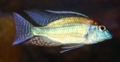 Lethrinops sp. "red cap" Mazinzi Reef(male)
