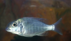 Lehtrinops sp. "red cap" Mazinzi Reef(femelle)