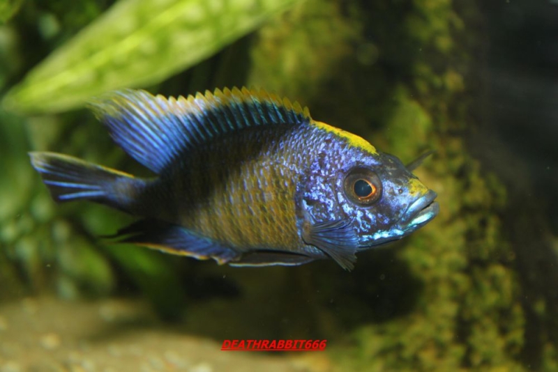 Aulonocara sp.