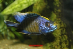 Aulonocara sp.