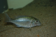 Lethrinops marginatus Matema (femelle)