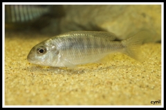 Lethrinops albus Kande Island (femelle)