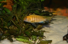 Tropheops p. 