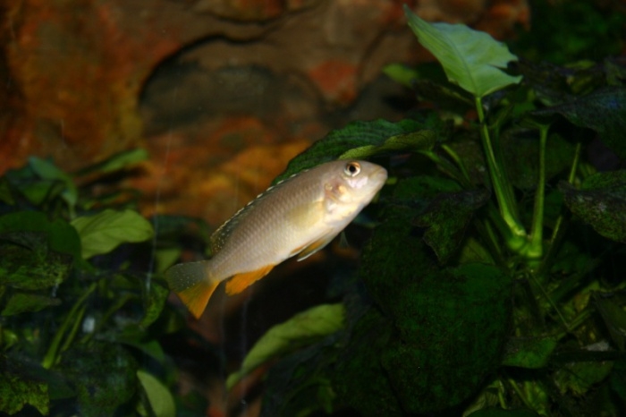 Tropheops p. 