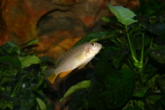 Tropheops p. 