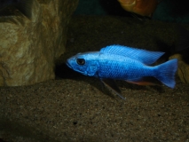 Sciaenochromis fryeri Maleri Island (mâle)