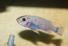Labeotropheus trewavasae N'kolongwe (Femelle O)