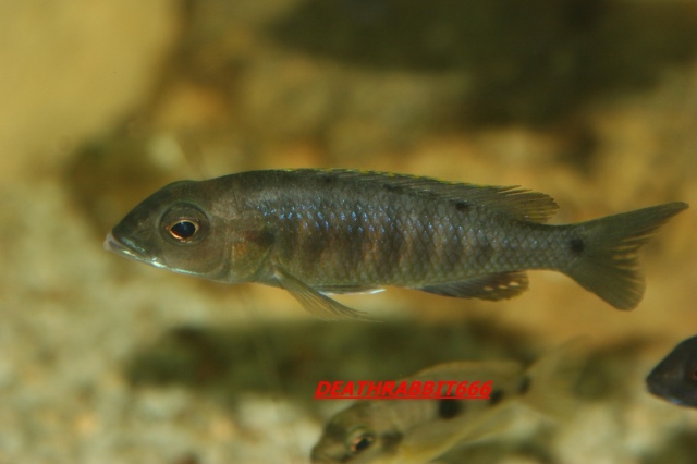 Sciaenochromis fryeri Maleri Island (femelle)