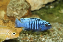 Maylandia sp. 