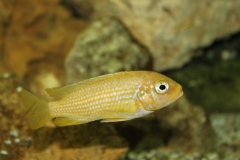 Maylandia sp. 