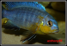Tropheops sp. 