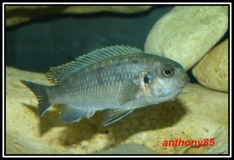 Tropheops sp. 