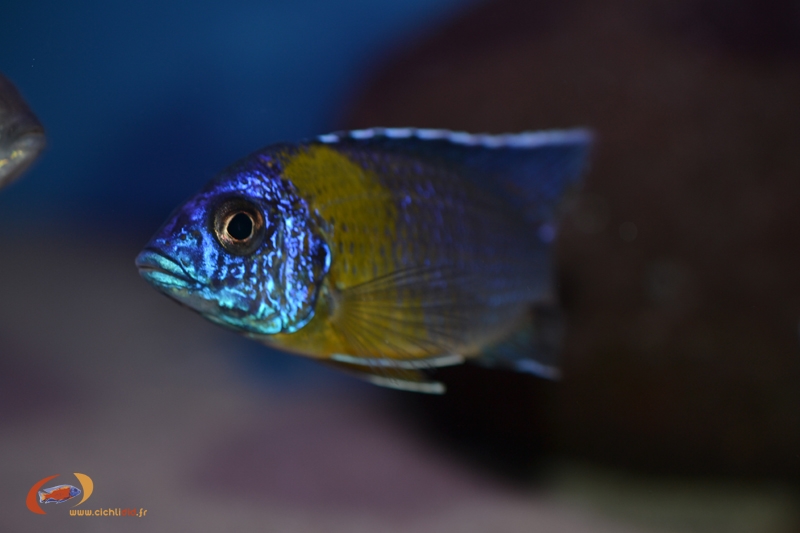 Aulonocara stuartgranti Chitimba Bay 'Maulana'