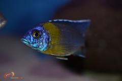 Aulonocara stuartgranti Chitimba Bay 'Maulana'