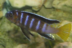 Cynotilapia sp. 