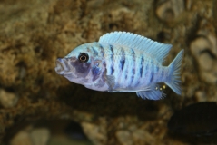 Maylandia zebra Chizumulu Island (Mâle MC)