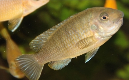 Labeotropheus fuelleborni Makanjila Point (femelle)