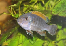 Labeotropheus fuelleborni Makanjila Point (mâle)
