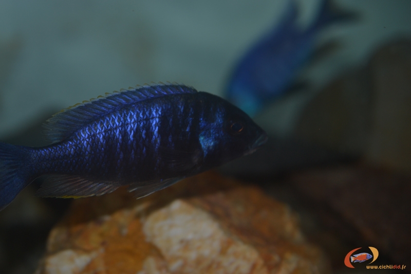 Placidochromis electra Fort Maguire (mâle)