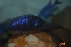 Placidochromis electra Fort Maguire (mâle)