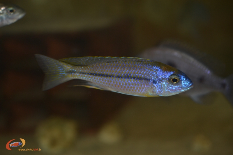 Nyassachromis prostoma Liuli (mâle)