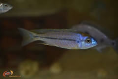 Nyassachromis prostoma Liuli (mâle)