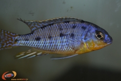 Protomelas sp. 