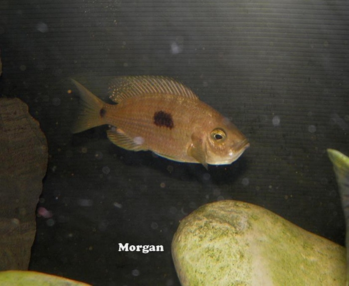 Copadichromis geertsi Gome (femelle)