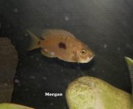 Copadichromis geertsi Gome (femelle)