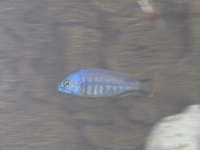 Nyassachromis microcephalus Mbamba Bay (mâle)