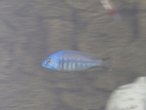 Nyassachromis microcephalus Mbamba Bay (mâle)